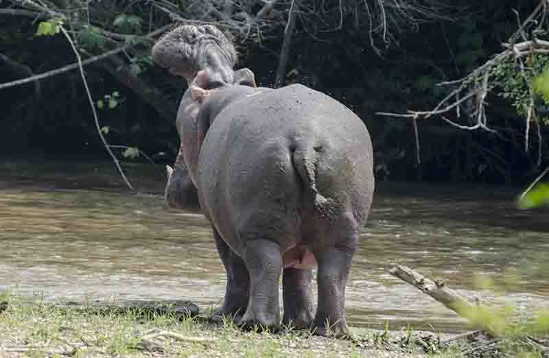 Hipopótamo - parque nacional Queen Elizabeth - Uganda 05.jpg
